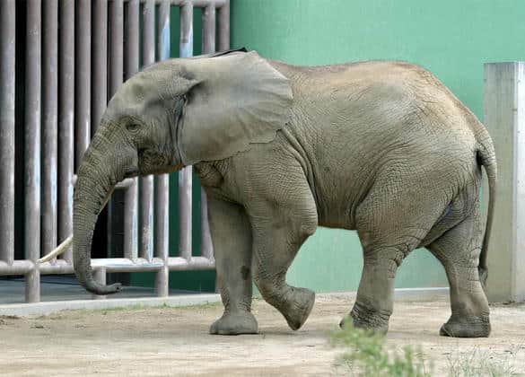 動物図鑑・マルミミゾウ